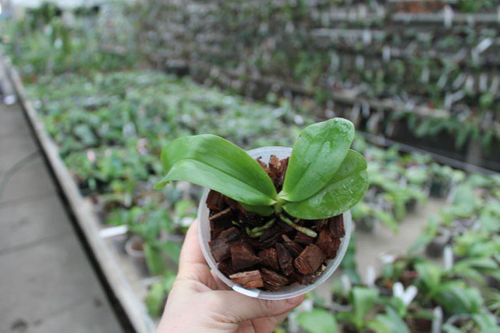Phalaenopsis violacea 'Blue Indigo'.jpg
