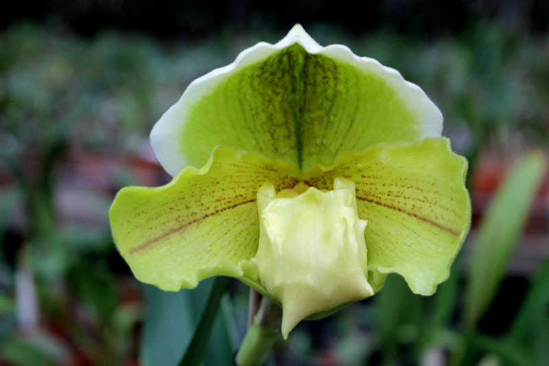 Paphiopedilum Sorcerer's Stone.jpg