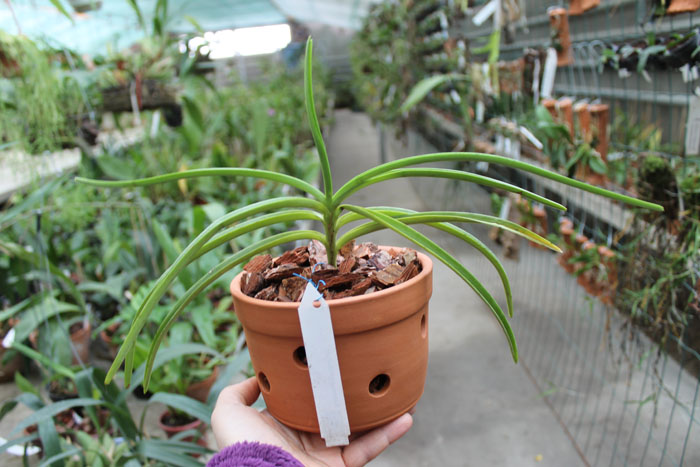 Ascocentrum curvifolium.jpg