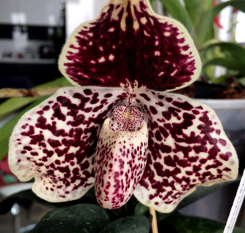Paphiopedilum godefroyae.jpg