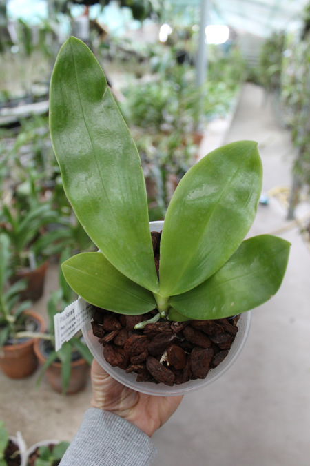 Phalaenopsis Samera.jpg