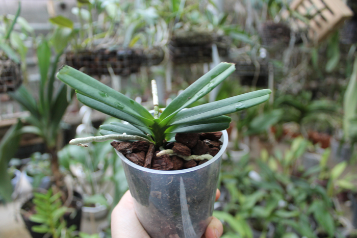Vanda flabellata.jpg