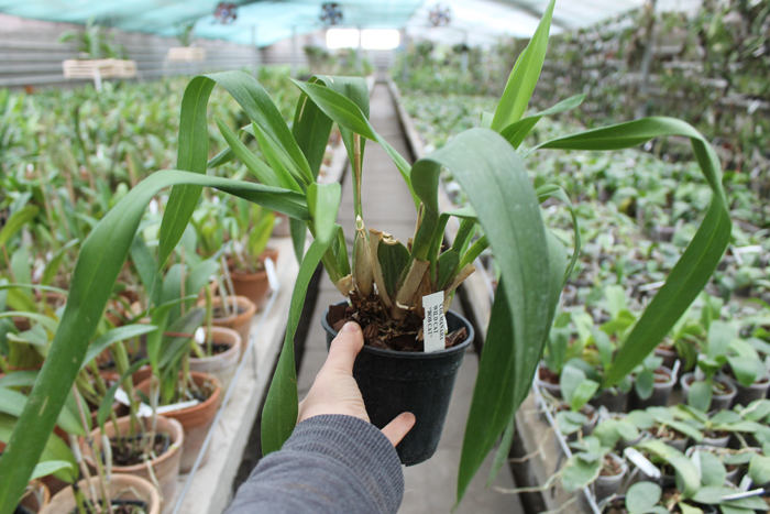 COLMANARA WILD CAT BOB CAT.jpg