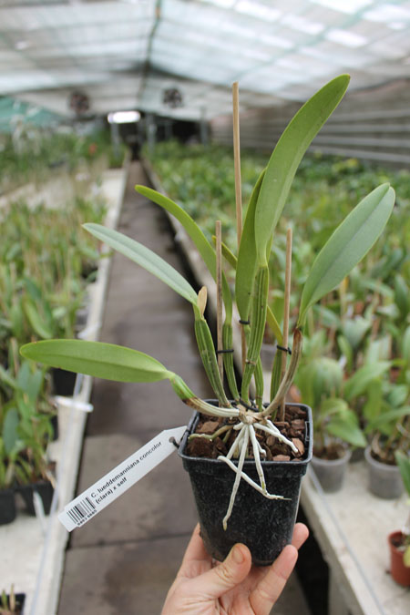 Cattleya lueddemanniana concolor (clara) x self.jpg