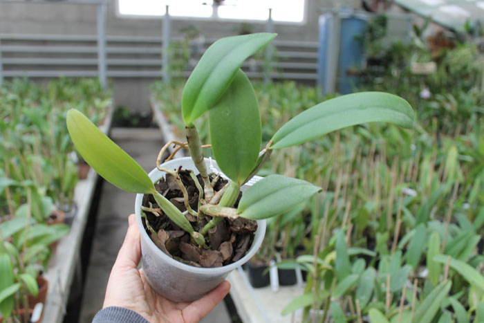 Cattleya lueddemanniana coerulea (Ssique x Murillo) x Cattleya lueddemanniana coerulea (Mariauxi x Amparo).jpg