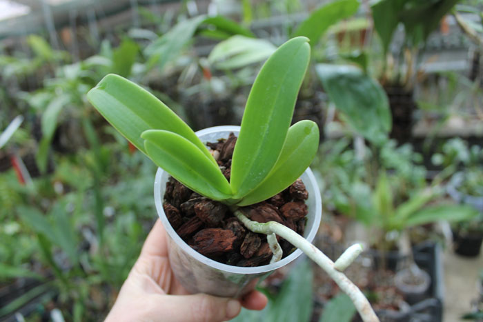 Hygrochilus parishii.JPG