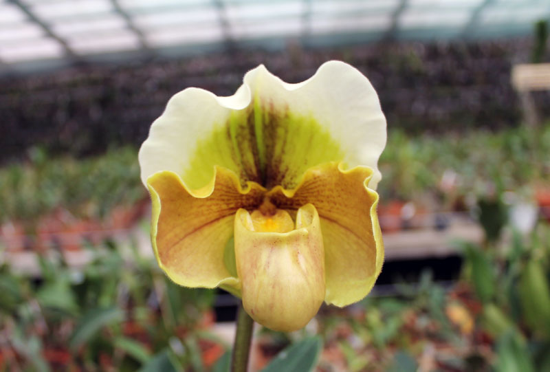 Paphiopedilum Lippewunder x Sorcerer's Stone.jpg