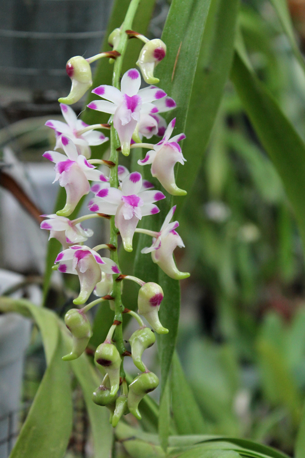 Aerides lawrenciae.jpg