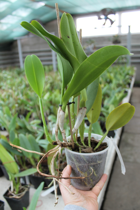 Cattleya warneri semi alba 'Pedra Azul' x Cattleya warneri semi alba 'Nr 1'.jpg
