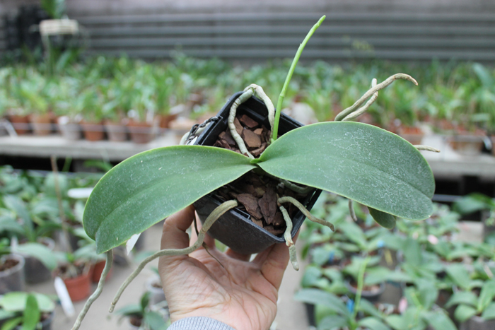 Phalaenopsis Natasha 'Aiko'.jpg