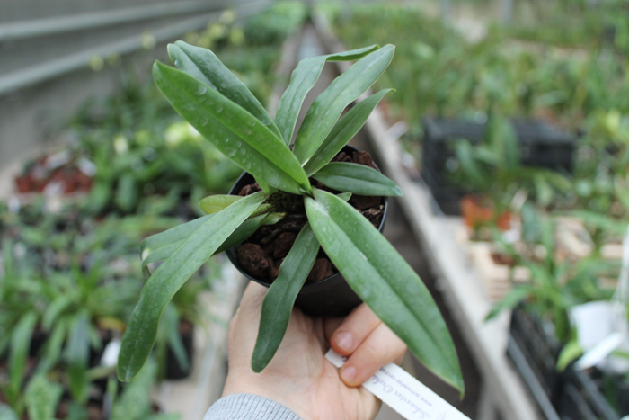 Paphiopedilum charlesworthii.jpg