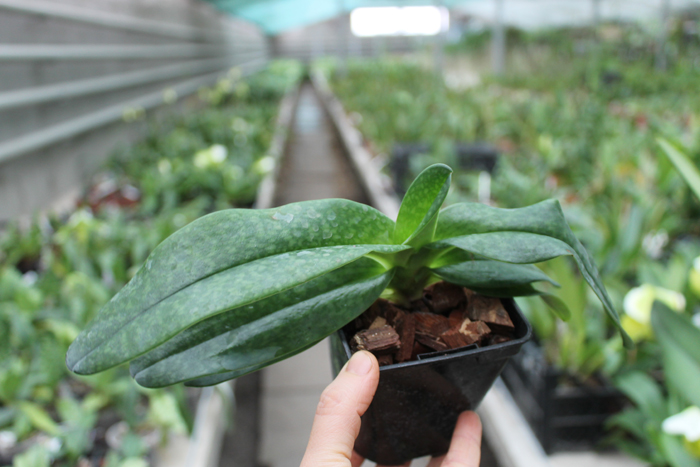 Paphiopedilum Rolfei (rothschildianum x bellatulum).jpg