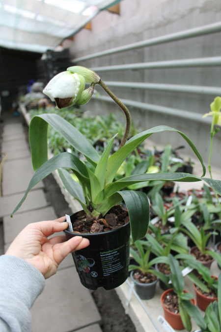 Paphiopedilum Arafura Sea x New Generation.jpg