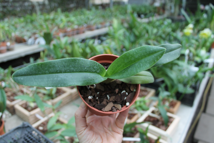 Paphiopedilum hangianum.jpg