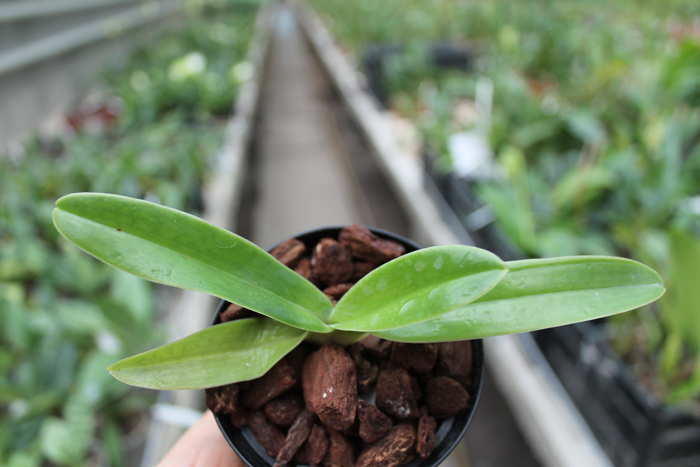 Paphiopedilum sanderianum.jpg