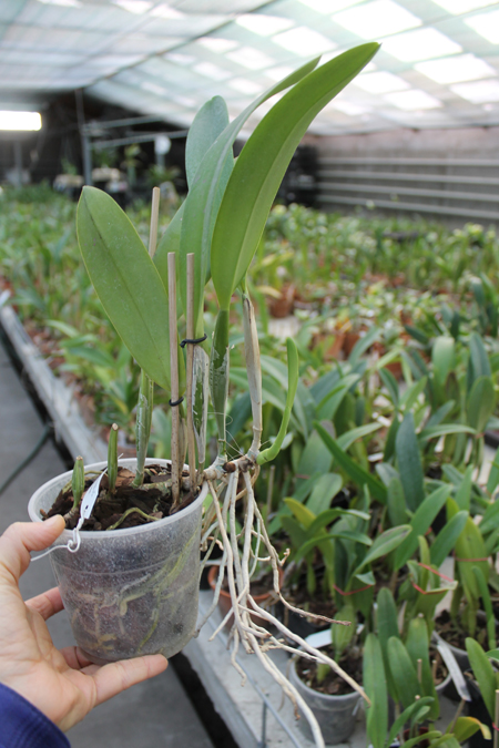 Cattleya trianae albescens XXX x Cattleya trianae amoena 'Rainha'.jpg