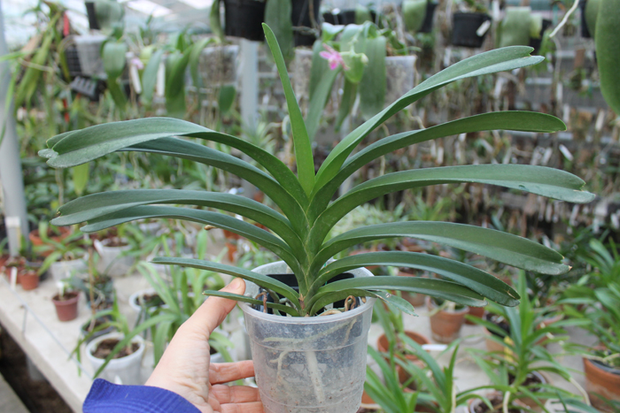 Vanda Pak Chong Blue.jpg