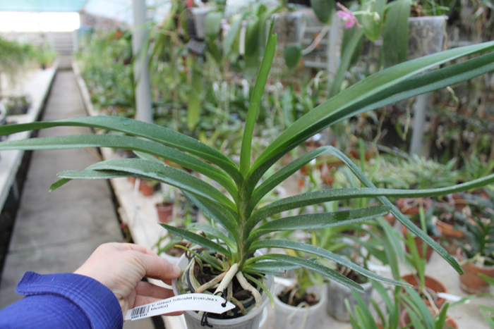 Vanda Gilbert Triboulet (coerulea x tricolor).jpg