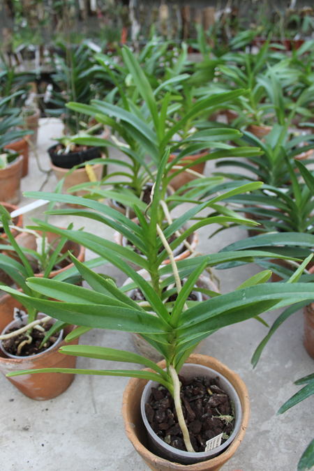 Mokara Jairak White.jpg