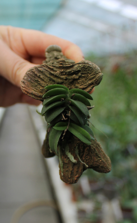 Schoenorchis seidenfadenii.jpg