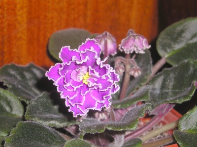 Эта красавица переехала ко мне этой зимой в тяжёлом состоянии, вот как к весне отошла:))<br />Имени не знаю