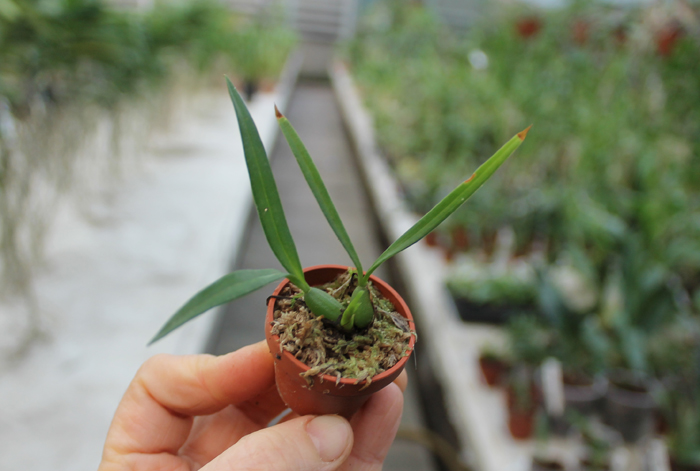Maxillaria schunkeana.jpg