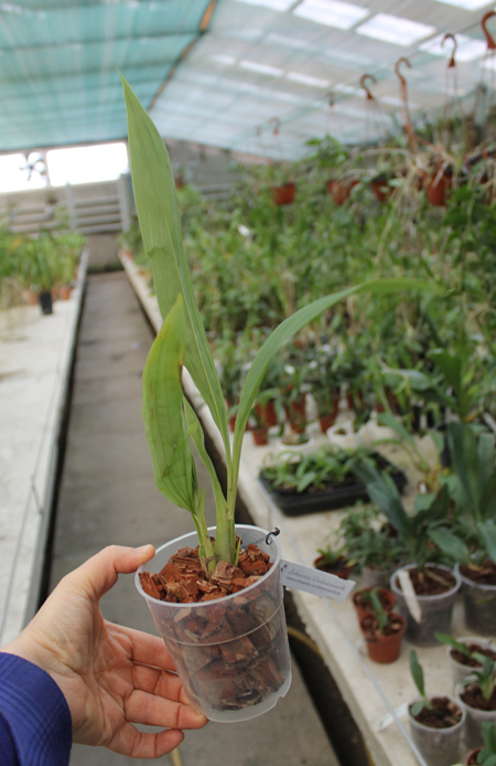 Houllinia (Houlletia odoratissima x Paphinia neudeckeri).jpg