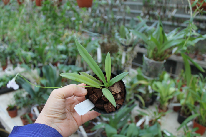 Ionopsis utricularioides.jpg