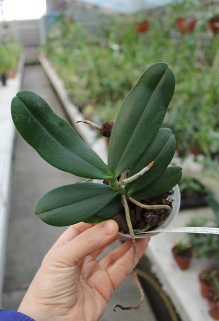 Aerangis stylosa x articulata.jpg