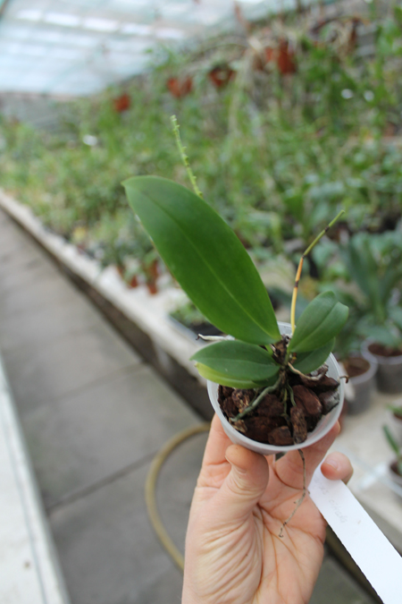 Aerangis citrata.jpg