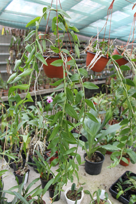 Dendrobium pierardii x loddigesii.jpg