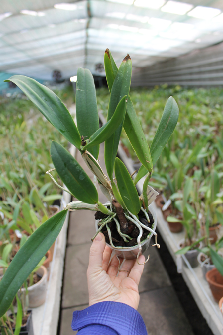 Potinara Tzeng Wen Beauty x Sophrolaeliocattleya Barefoot Mailmen.jpg