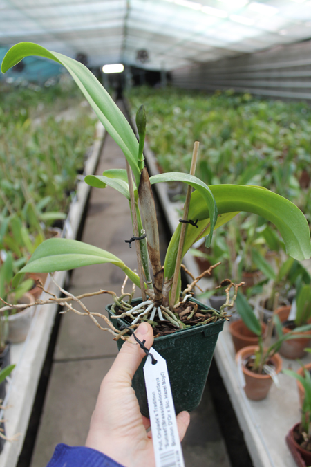 Potinara Orglade's Tradition 'Sunset'.jpg