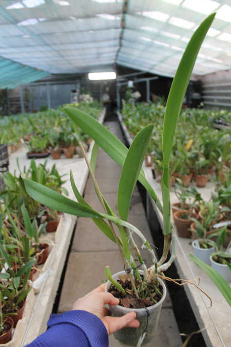 Brassocattleya Golf Green 'Hair Pig' (Cattleya Moscombe x Brassavola digbyana).jpg