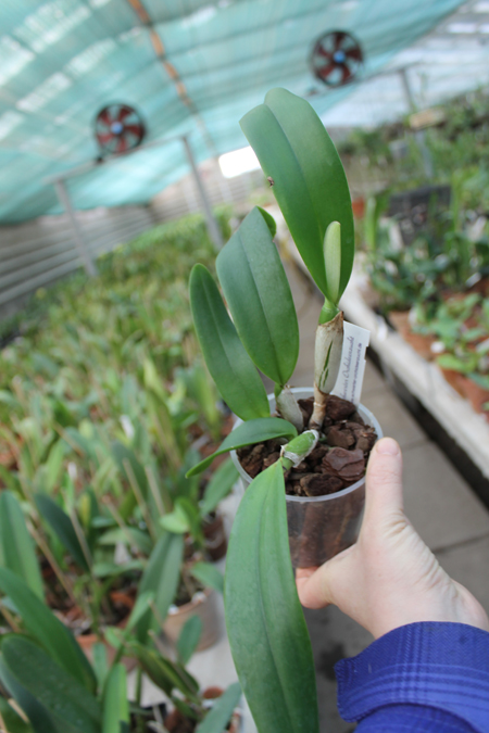 Rhyncholaeliocattleya (King Harold x Monroe Walk).jpg