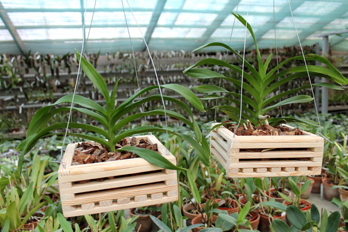 Vanda denisoniana Yellow Shinetorn.jpg