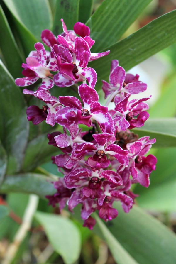 Rhynchostylis gigantea.jpg