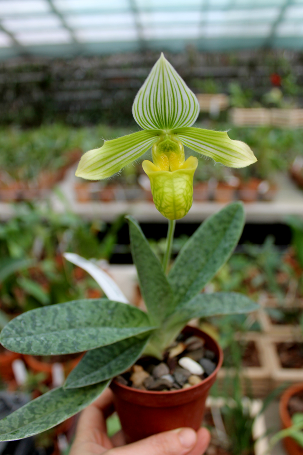 Paphiopedilum venustum alba.jpg