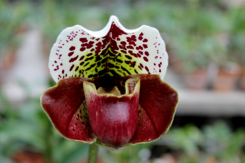 Paphiopedilum Arafura Sea x New Generation.jpg