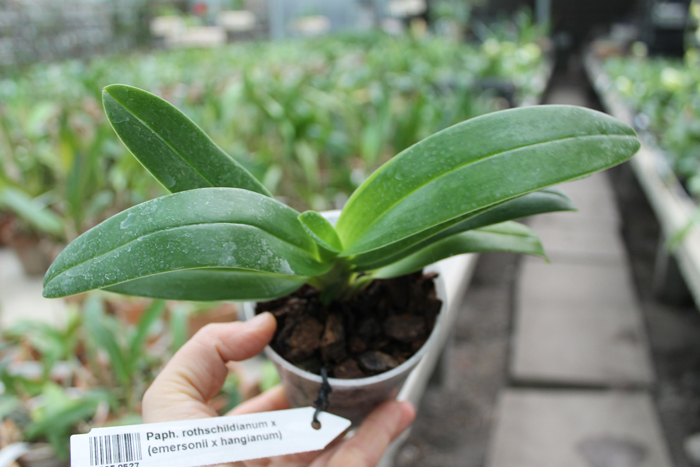 Paphiopedilum rothschildianum x (emersonii x hangianum).jpg