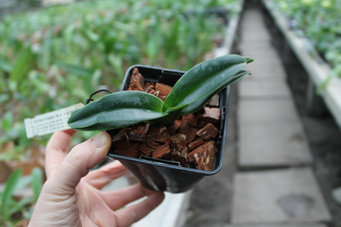 Paphiopedilum Michael Koopowitz x hangianum.jpg