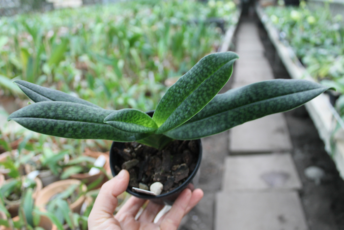 Paphiopedilum In Charm Handel (hangianum x delenatii).jpg