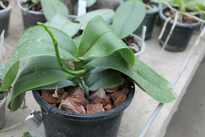 Phalaenopsis stuartiana x lindenii.jpg