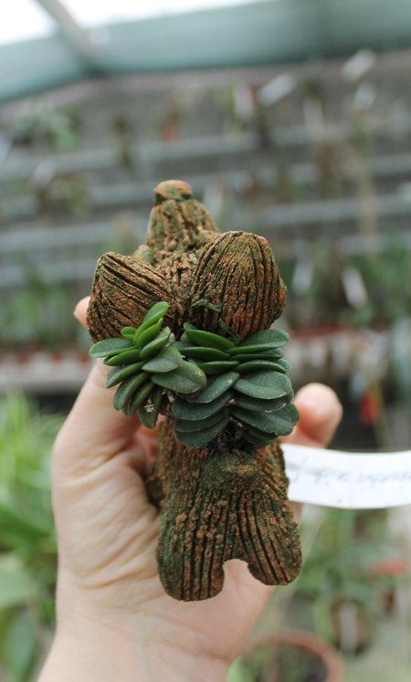 Schoenorchis seidenfadenii.jpg