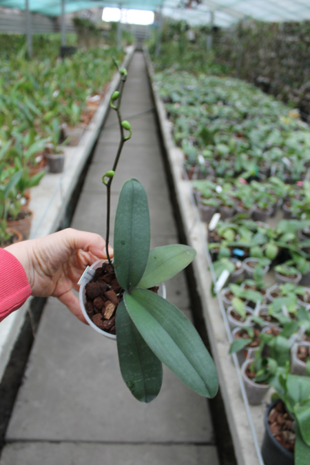 Phalaenopsis stuartiana var nobilis.jpg