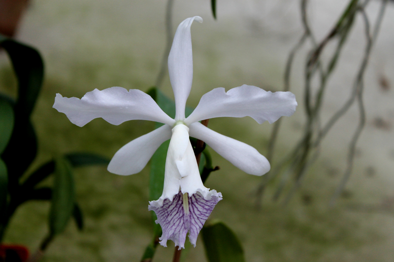 Cattleya Dominiana.jpg