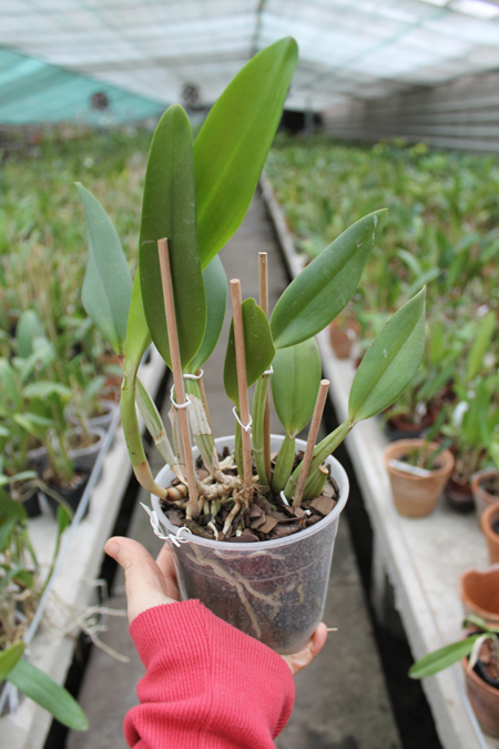 Cattleya lueddemanniana (Morena x OK-2) 'N 1' x lueddemanniana dark lip splash.jpg