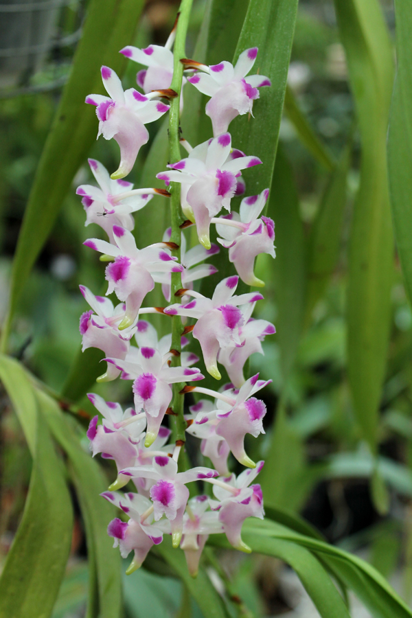 Aerides lawrenciae.jpg