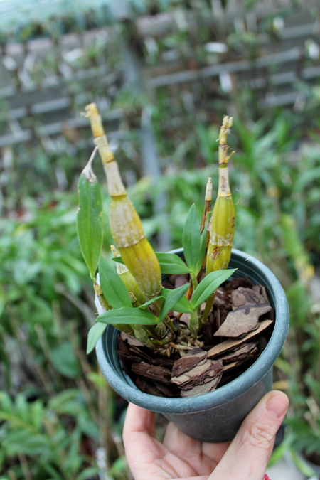 Dendrobium brymerianum.jpg