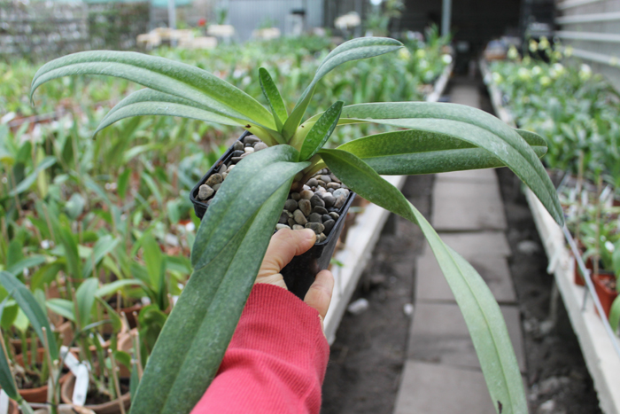 Paphiopedilum Dollgoldi (armeniacum x rothschildianum).jpg